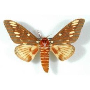 CITHERONIA AZTECA